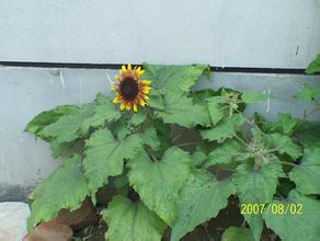 ���������Ʋ�������ô����Ƶ����������������Ϊ6ǧĶ�泡����Ȩ��������(ͼ)...